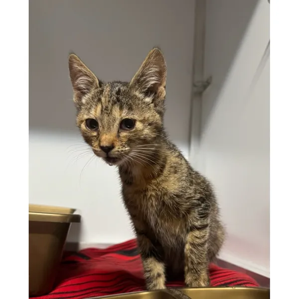 Znaleziono kota, Białystok, 21 września 2025