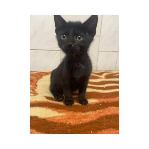 Znaleziono kota, Białystok, 4 września 2025