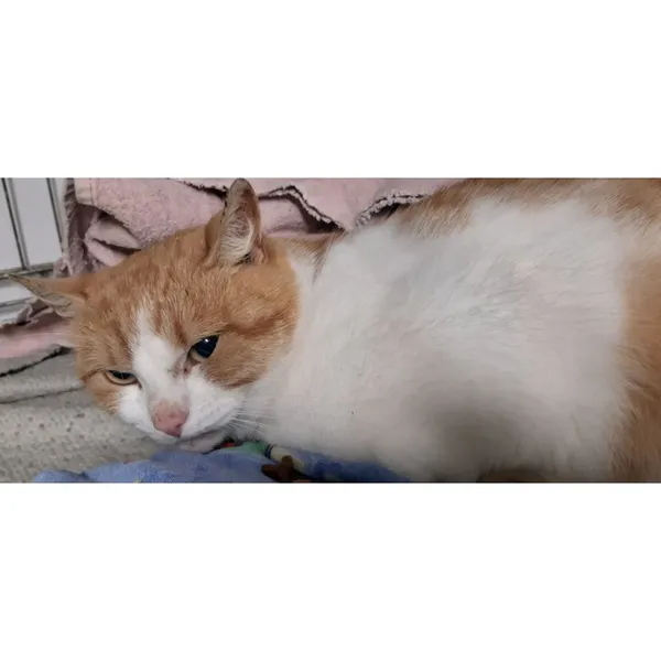 Znaleziono kota, Białystok, 28 października 2025