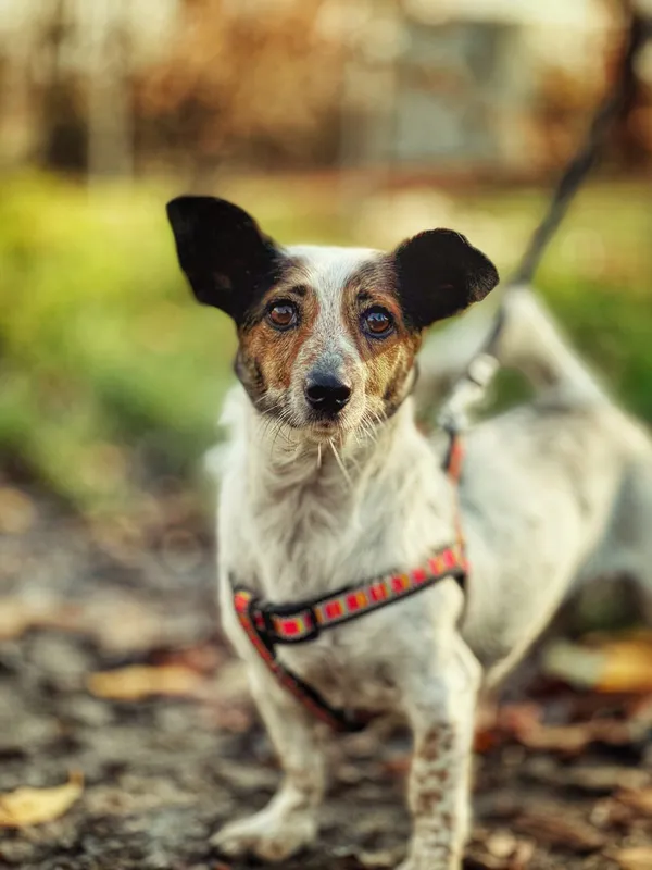 Pies do adopcji, Dłużyna Górna, 4 grudnia 2025 (1/5)