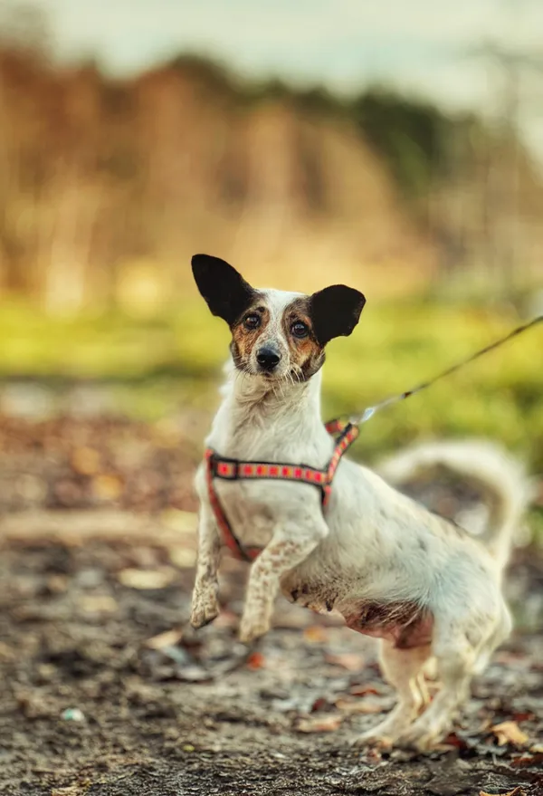 Pies do adopcji, Dłużyna Górna, 4 grudnia 2025 (2/5)