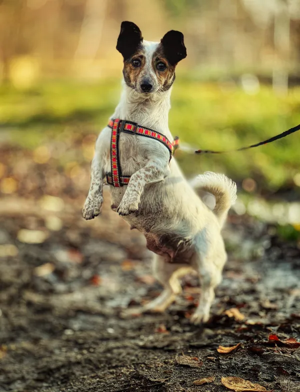 Pies do adopcji, Dłużyna Górna, 4 grudnia 2025 (3/5)