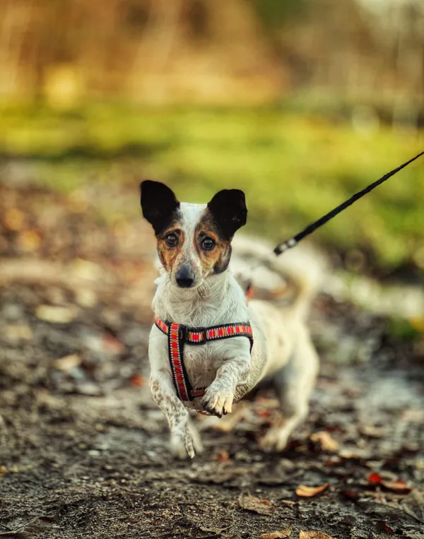 Pies do adopcji, Dłużyna Górna, 4 grudnia 2025 (4/5)