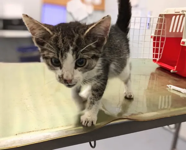 Znaleziono kota, Lublin, 4 grudnia 2025