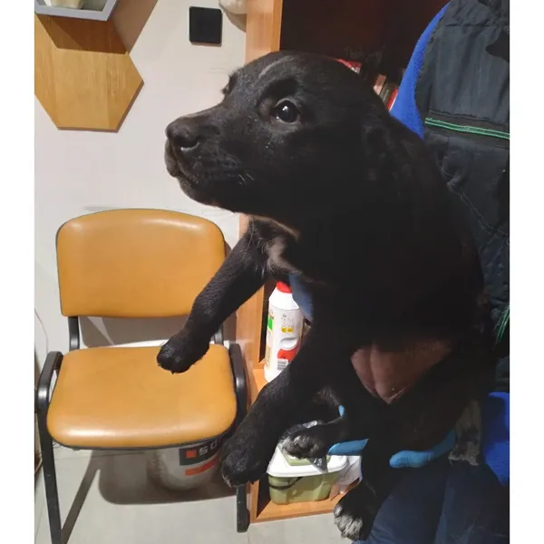 Znaleziono psa, Białystok, 3 grudnia 2025