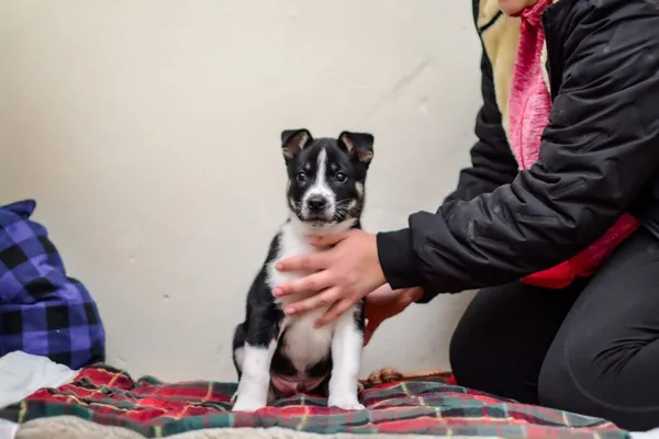 Pies do adopcji, Radom, 4 grudnia 2025 (2/5)