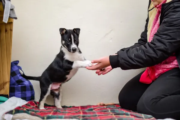 Pies do adopcji, Radom, 4 grudnia 2025 (4/5)