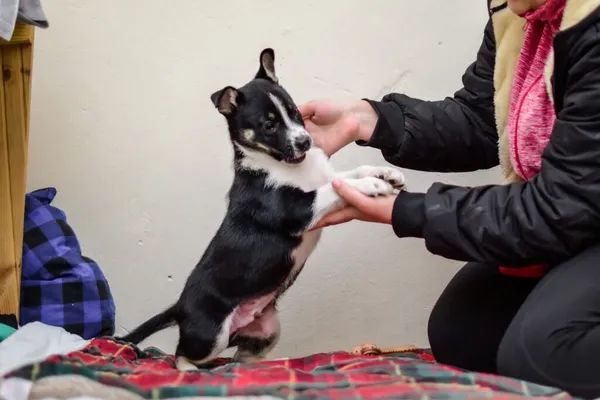 Pies do adopcji, Radom, 4 grudnia 2025 (5/5)