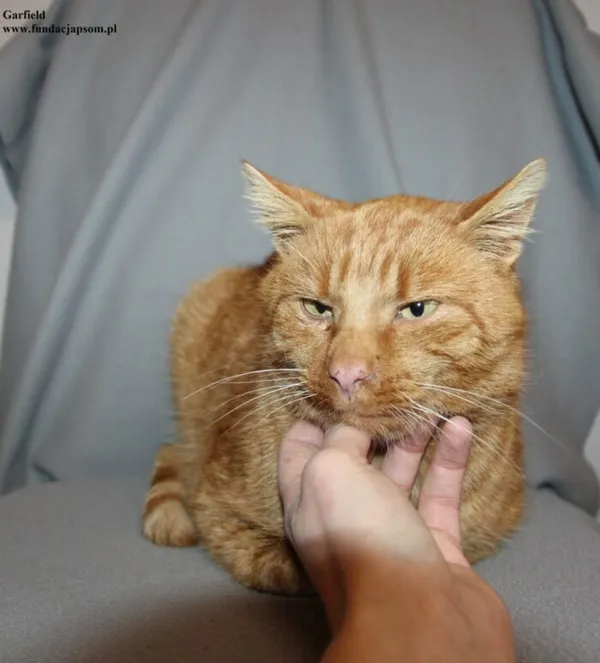 Kot do adopcji, Nowy Dwór Mazowiecki, 4 grudnia 2025 (3/5)