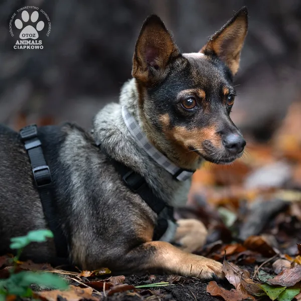 Pies do adopcji, Gdynia, 4 grudnia 2025 (3/4)