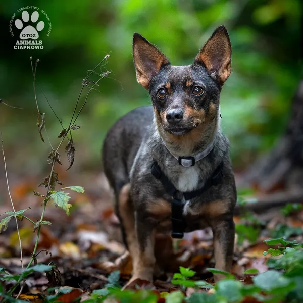 Pies do adopcji, Gdynia, 4 grudnia 2025 (4/4)