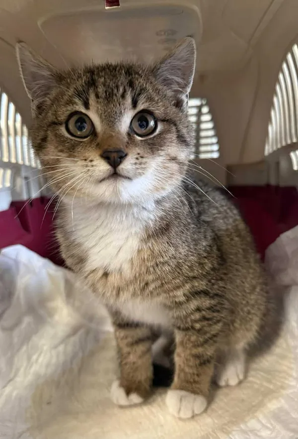 Znaleziono kota, Lublin, 4 grudnia 2025