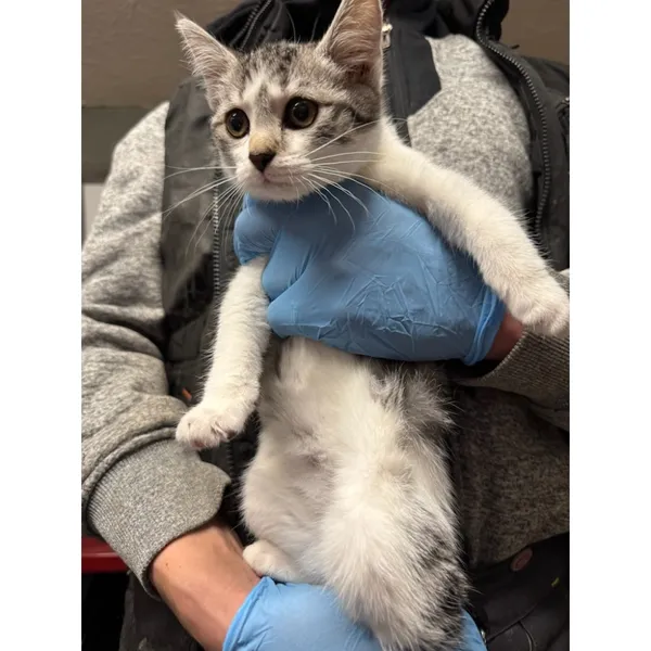 Znaleziono kota, Białystok, 4 grudnia 2025