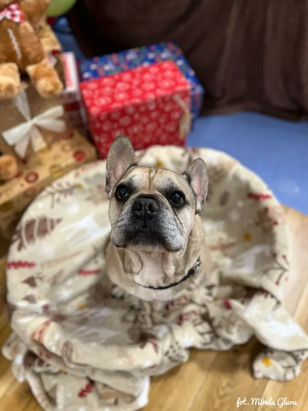 Pies do adopcji, Bydgoszcz, 10 grudnia 2025 (3/5)