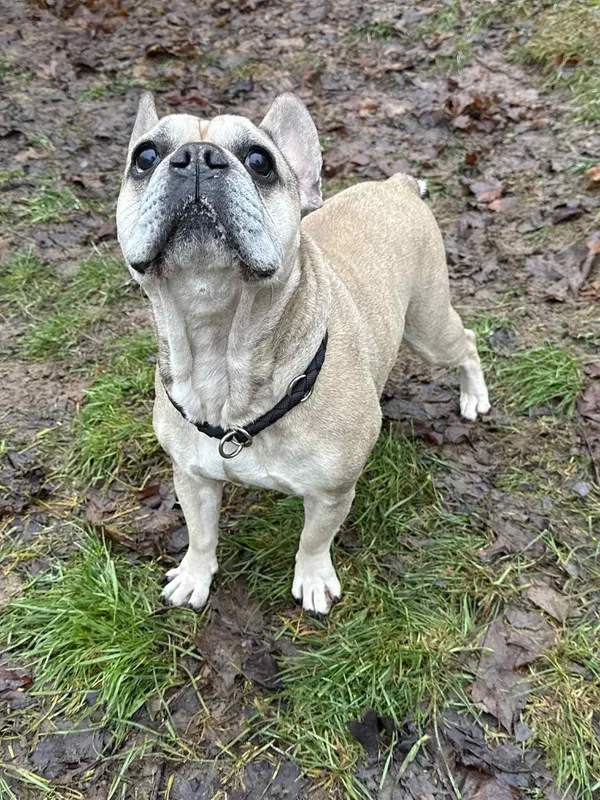 Pies do adopcji, Bydgoszcz, 10 grudnia 2025 (1/5)