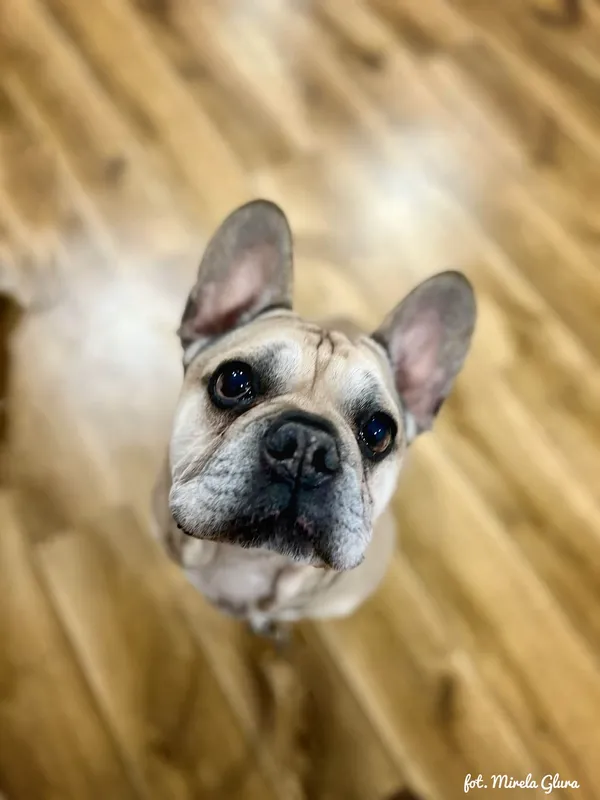 Pies do adopcji, Bydgoszcz, 10 grudnia 2025 (4/5)