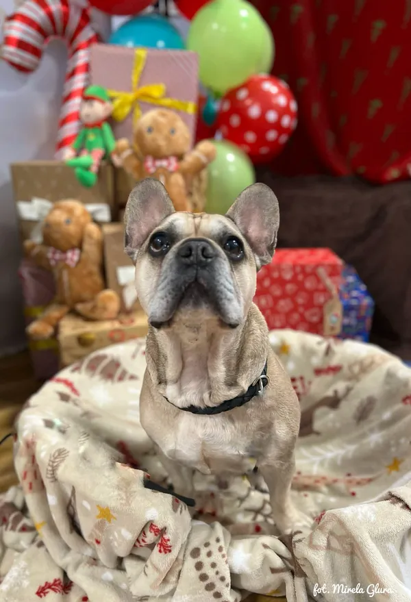 Pies do adopcji, Bydgoszcz, 10 grudnia 2025 (5/5)