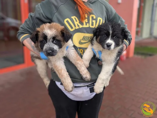 Znaleziono kota, Skałowo, 5 grudnia 2025