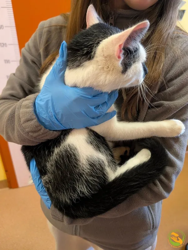 Znaleziono kota, Skałowo, 5 grudnia 2025 (2/2)