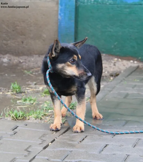 Pies do adopcji, Nowy Dwór Mazowiecki, 5 grudnia 2025 (2/5)