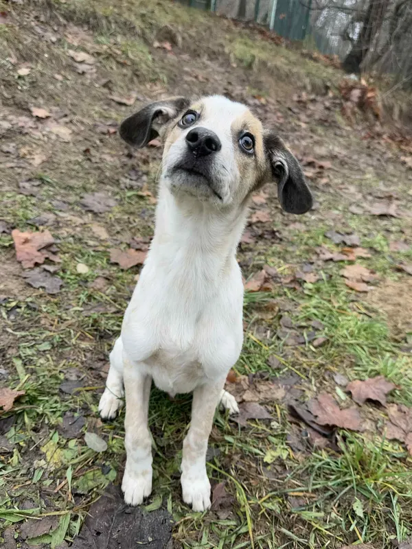 Pies do adopcji, Bydgoszcz, 4 grudnia 2025 (1/4)