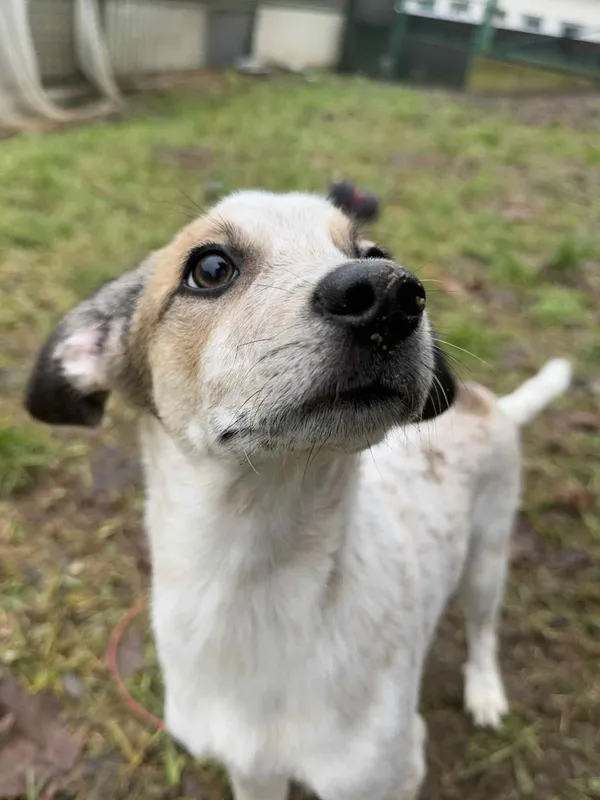 Pies do adopcji, Bydgoszcz, 4 grudnia 2025 (2/4)