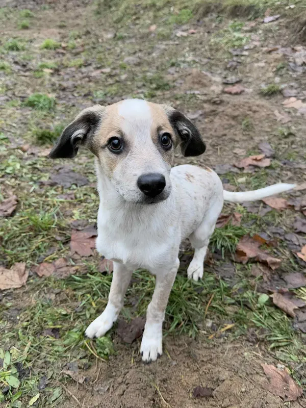 Pies do adopcji, Bydgoszcz, 4 grudnia 2025 (4/4)