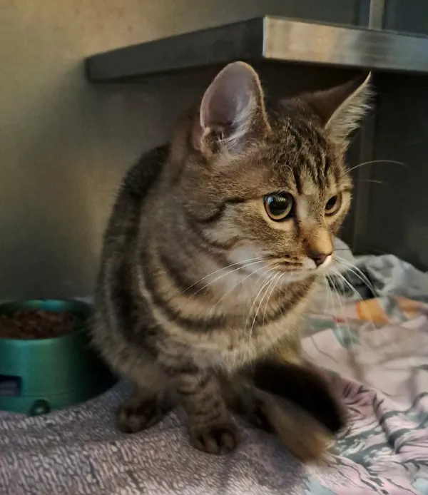 Znaleziono kota, Olsztyn, 4 grudnia 2025