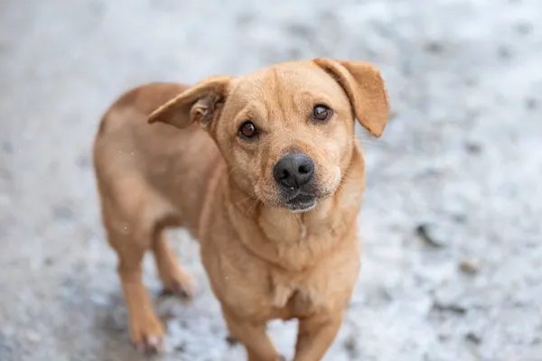 Pies do adopcji, Nowodwór, 5 grudnia 2025 (1/5)