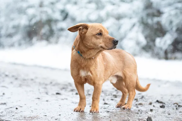 Pies do adopcji, Nowodwór, 5 grudnia 2025 (4/5)