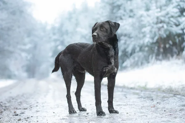 Pies do adopcji, Nowodwór, 5 grudnia 2025 (2/5)