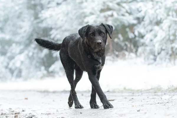 Pies do adopcji, Nowodwór, 5 grudnia 2025 (3/5)