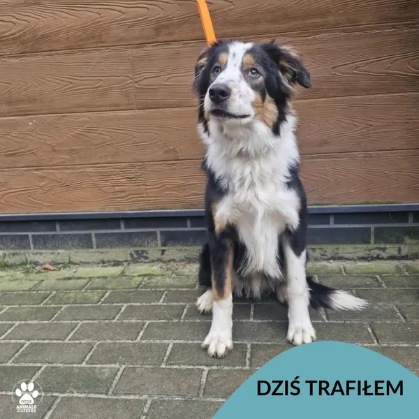 Znaleziono psa, Gdynia, 3 grudnia 2025