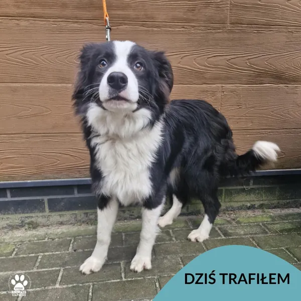 Znaleziono psa, Gdynia, 3 grudnia 2025