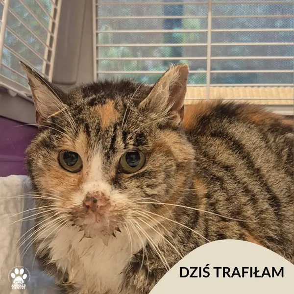 Znaleziono kota, Gdynia, 2 grudnia 2025