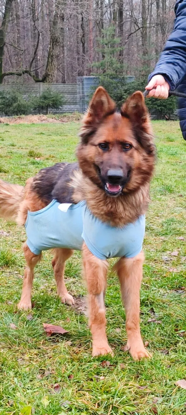 Pies do adopcji, Zgierz, 5 grudnia 2025 (1/5)