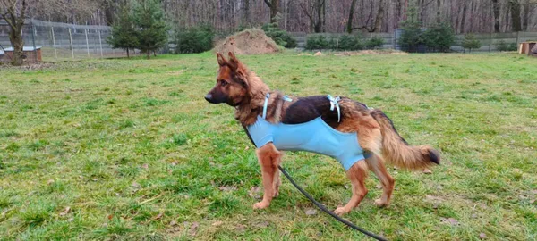 Pies do adopcji, Zgierz, 5 grudnia 2025 (2/5)