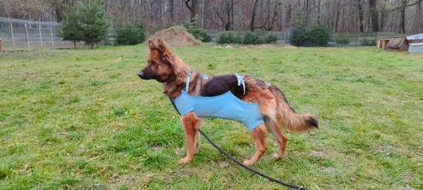 Pies do adopcji, Zgierz, 5 grudnia 2025 (3/5)