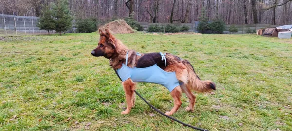 Pies do adopcji, Zgierz, 5 grudnia 2025 (4/5)