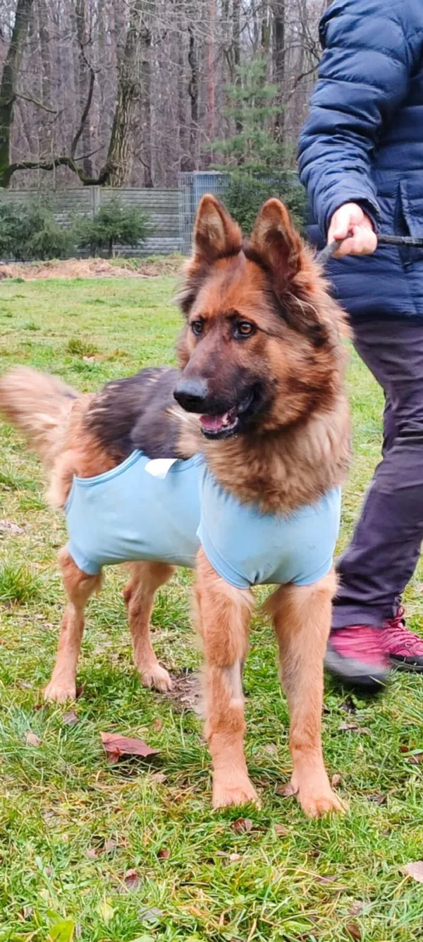 Pies do adopcji, Zgierz, 5 grudnia 2025 (5/5)