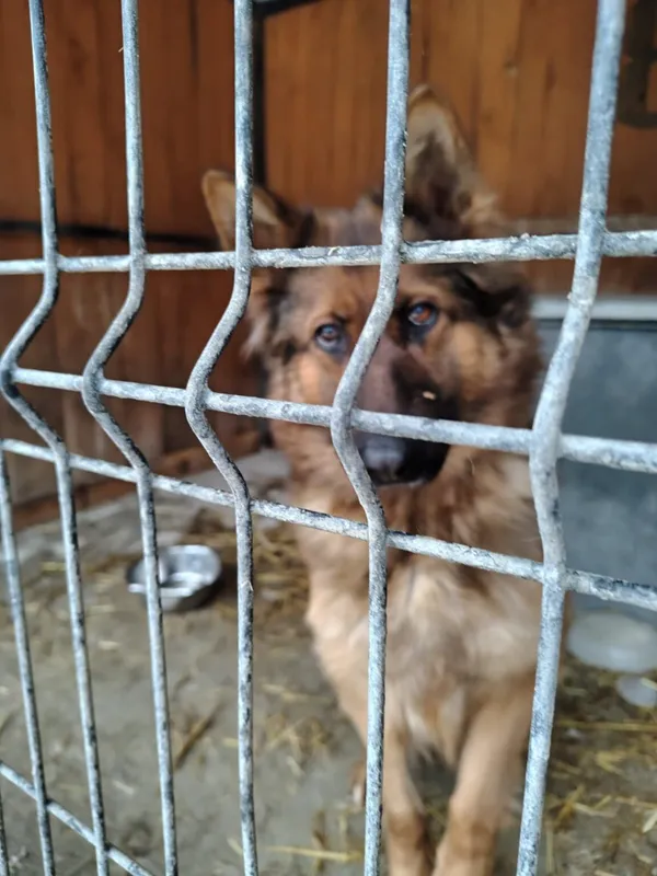 Pies do adopcji, Zgierz, 5 grudnia 2025 (3/5)