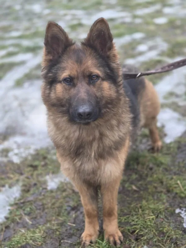 Pies do adopcji, Zgierz, 5 grudnia 2025 (1/5)