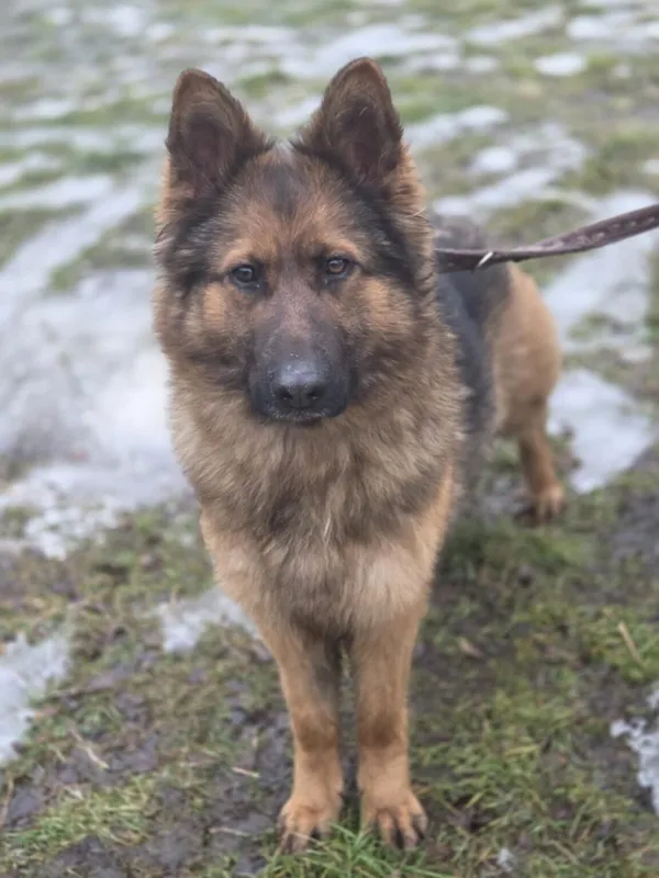 Pies do adopcji, Zgierz, 5 grudnia 2025 (2/5)