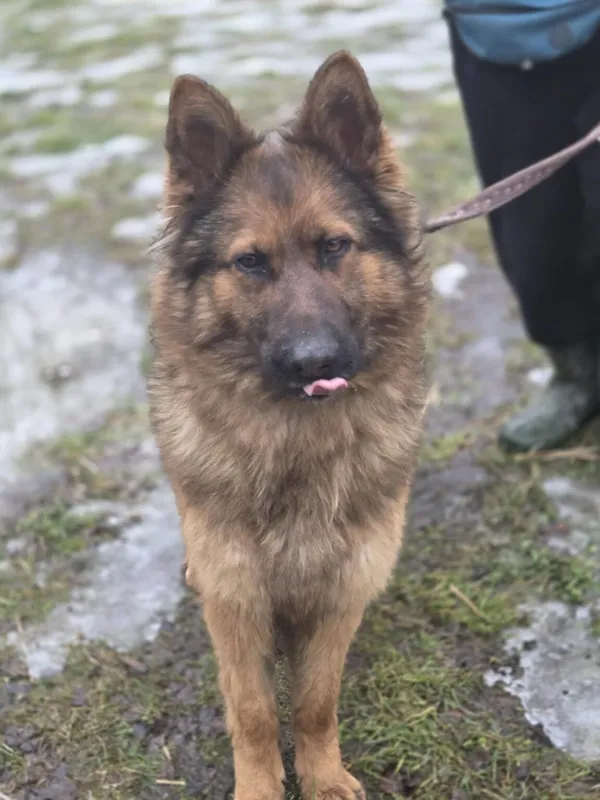 Pies do adopcji, Zgierz, 5 grudnia 2025 (3/5)