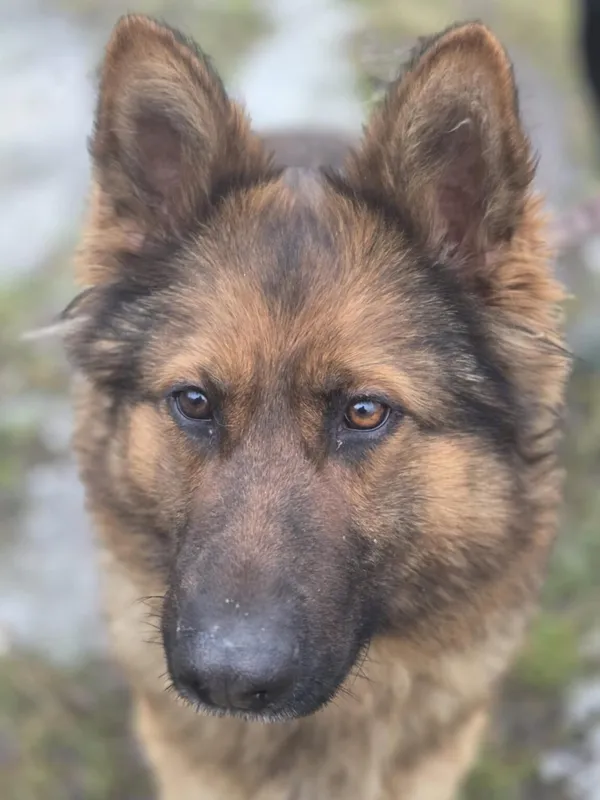 Pies do adopcji, Zgierz, 5 grudnia 2025 (4/5)