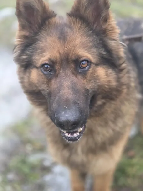 Pies do adopcji, Zgierz, 5 grudnia 2025 (5/5)