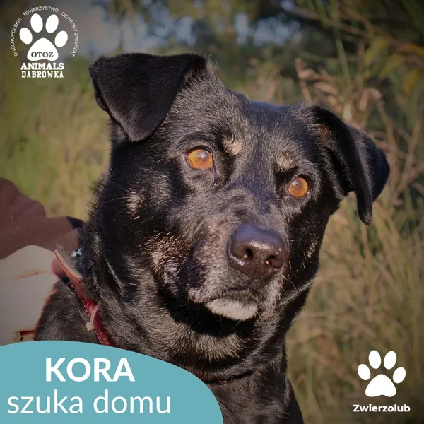 Pies do adopcji, Dąbrówka, 3 grudnia 2025 (1/4)