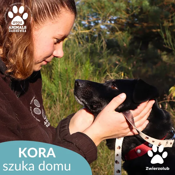 Pies do adopcji, Dąbrówka, 3 grudnia 2025 (2/4)