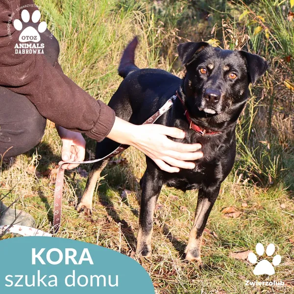 Pies do adopcji, Dąbrówka, 3 grudnia 2025 (3/4)