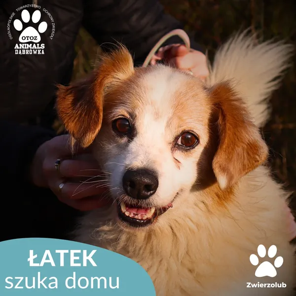 Pies do adopcji, Dąbrówka, 3 grudnia 2025 (1/4)